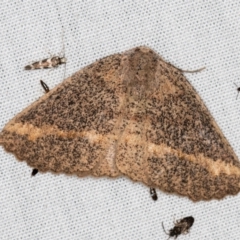 Casbia tetramera at Paddys River, ACT - 12 Mar 2021 by Bron