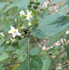 Solanum nigrum (Black Nightshade) at National Arboretum Forests - 16 Apr 2021 by JaneR