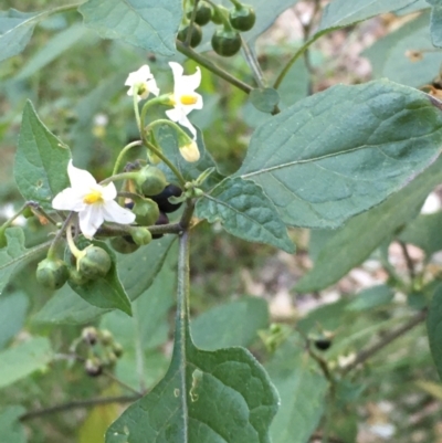 Solanum nigrum (Black Nightshade) at National Arboretum Forests - 16 Apr 2021 by JaneR