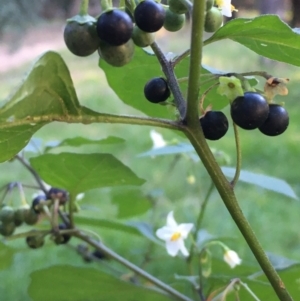 Solanum nigrum at Molonglo Valley, ACT - 16 Apr 2021 04:10 PM