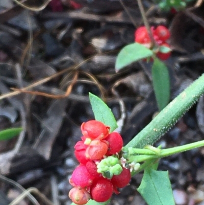 Einadia nutans subsp. nutans (Climbing Saltbush) at Hackett, ACT - 19 Apr 2021 by JaneR