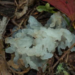 Tremella fuciformis at Cotter River, ACT - 8 Aug 2021 02:21 PM