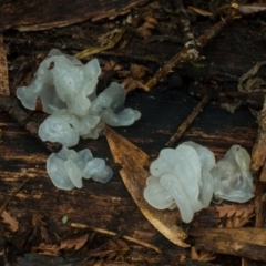 Tremella fuciformis at Cotter River, ACT - 8 Aug 2021 02:21 PM