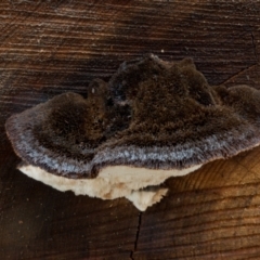 zz Polypore (shelf/hoof-like) at Cotter River, ACT - 8 Aug 2021 by Jek