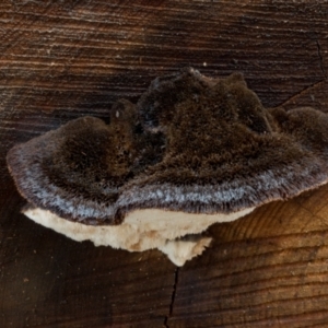 zz Polypore (shelf/hoof-like) at Cotter River, ACT - 8 Aug 2021 11:48 AM