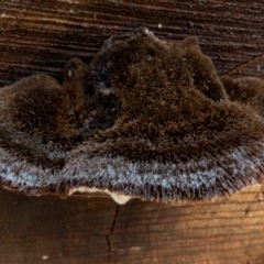 zz Polypore (shelf/hoof-like) at Cotter River, ACT - 8 Aug 2021