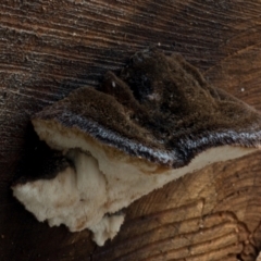 zz Polypore (shelf/hoof-like) at Cotter River, ACT - 8 Aug 2021 11:48 AM