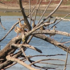 Dendrocygna eytoni (Plumed Whistling-Duck) at Splitters Creek, NSW - 3 Feb 2007 by Kyliegw