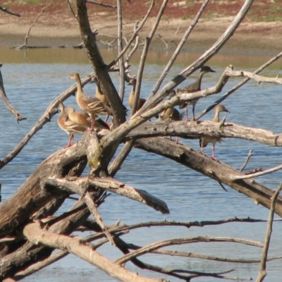 Dendrocygna eytoni (Plumed Whistling-Duck) at Splitters Creek, NSW - 3 Feb 2007 by Kyliegw