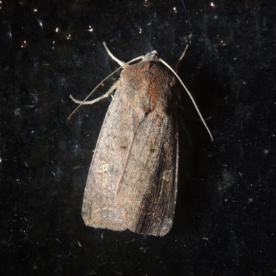 Diarsia intermixta (Chevron Cutworm, Orange Peel Moth.) at Pollinator-friendly garden Conder - 8 May 2021 by michaelb