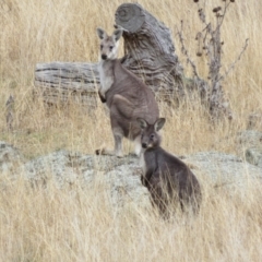 Osphranter robustus (Wallaroo) at Tennent, ACT - 8 Aug 2021 by Christine