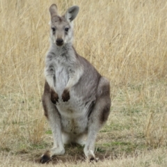 Osphranter robustus robustus at Tennent, ACT - 8 Aug 2021