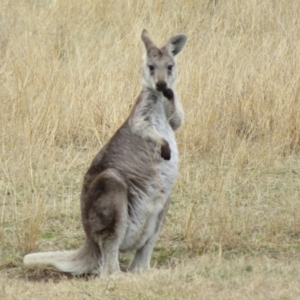 Osphranter robustus at Tennent, ACT - 8 Aug 2021