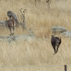 Osphranter robustus robustus at Tennent, ACT - 8 Aug 2021