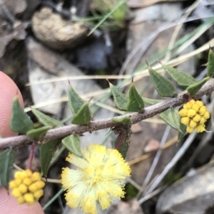 Acacia gunnii at Holt, ACT - 9 Aug 2021