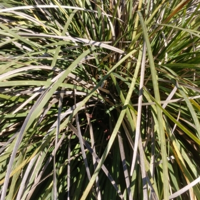 Lomandra multiflora (Many-flowered Matrush) at The Fair, Watson - 9 Aug 2021 by Avery