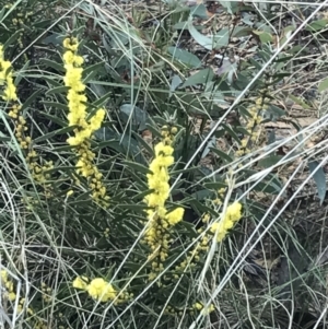 Acacia lanigera var. lanigera at Acton, ACT - 3 Aug 2021