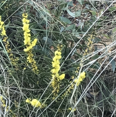 Acacia lanigera var. lanigera (Woolly Wattle, Hairy Wattle) at Acton, ACT - 3 Aug 2021 by Tapirlord