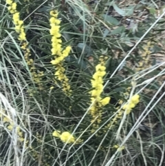 Acacia lanigera var. lanigera at Acton, ACT - 3 Aug 2021 11:02 AM