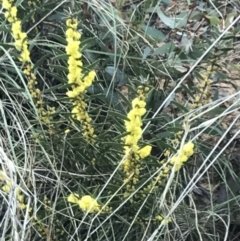 Acacia lanigera var. lanigera at Acton, ACT - 3 Aug 2021