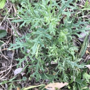 Senecio bathurstianus at Hughes, ACT - 3 Aug 2021 04:40 PM