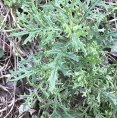 Senecio bathurstianus at Hughes, ACT - 3 Aug 2021