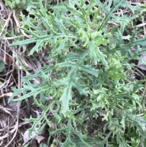 Senecio bathurstianus at Hughes, ACT - 3 Aug 2021 04:40 PM