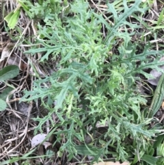 Senecio bathurstianus at Hughes, ACT - 3 Aug 2021 04:40 PM