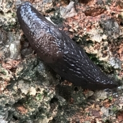 Deroceras laeve (Marsh Slug) at Hughes, ACT - 3 Aug 2021 by Tapirlord