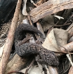 Christinus marmoratus (Southern Marbled Gecko) at Hughes, ACT - 3 Aug 2021 by Tapirlord