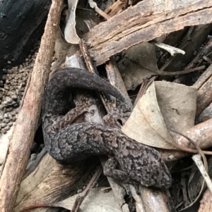 Christinus marmoratus at Hughes, ACT - 3 Aug 2021 04:44 PM