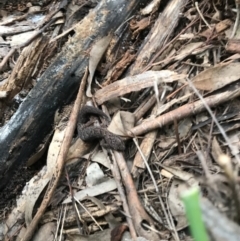 Christinus marmoratus at Hughes, ACT - 3 Aug 2021