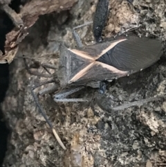 Mictis profana (Crusader Bug) at Hughes, ACT - 3 Aug 2021 by Tapirlord