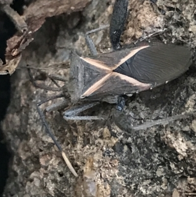 Mictis profana (Crusader Bug) at Hughes, ACT - 3 Aug 2021 by Tapirlord