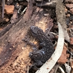 Christinus marmoratus (Southern Marbled Gecko) at Hughes, ACT - 3 Aug 2021 by Tapirlord