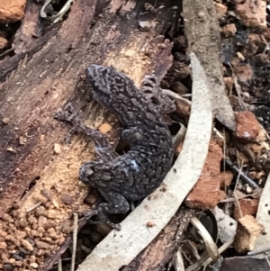 Christinus marmoratus at Hughes, ACT - 3 Aug 2021 04:53 PM