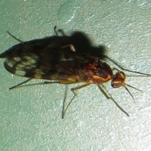 Sylvicola dubius at Flynn, ACT - 8 Aug 2021