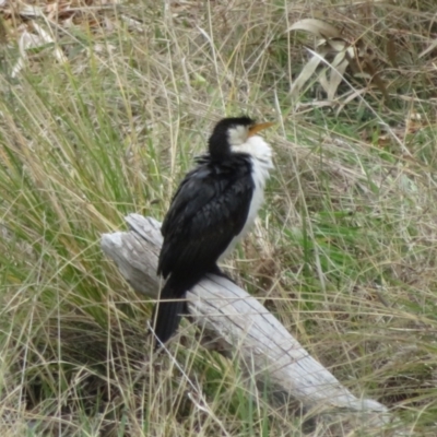 Microcarbo melanoleucos (Little Pied Cormorant) at Namadgi National Park - 8 Aug 2021 by Christine
