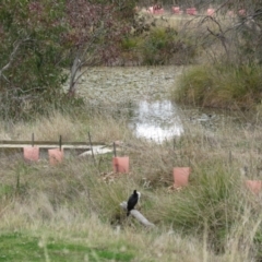 Microcarbo melanoleucos at Paddys River, ACT - 8 Aug 2021