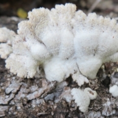 Schizophyllum commune (Split Gill Fungus) at Acton, ACT - 26 Jul 2021 by Christine