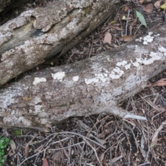 Schizophyllum commune at Acton, ACT - 26 Jul 2021