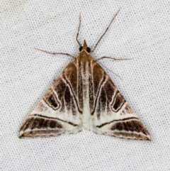 Phrataria replicataria (Pale Phrataria) at Paddys River, ACT - 11 Mar 2021 by Bron