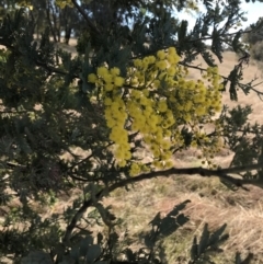 Acacia baileyana x Acacia dealbata at Forde, ACT - 5 Aug 2021