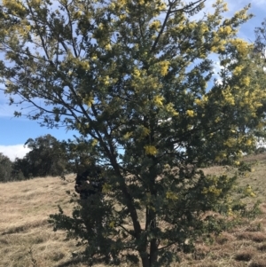 Acacia baileyana x Acacia dealbata at Forde, ACT - 5 Aug 2021 11:09 AM