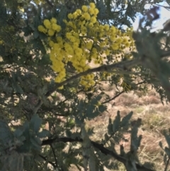 Acacia baileyana x Acacia dealbata at Forde, ACT - 5 Aug 2021