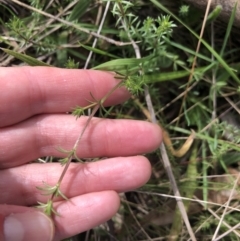 Asperula conferta (Common Woodruff) at Flea Bog Flat to Emu Creek Corridor - 9 Aug 2021 by Dora