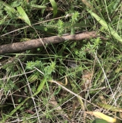 Asperula conferta at Belconnen, ACT - 9 Aug 2021