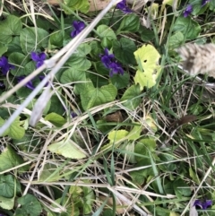 Viola odorata (Sweet Violet, Common Violet) at Belconnen, ACT - 9 Aug 2021 by Dora