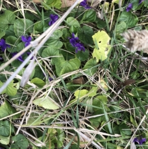 Viola odorata at Belconnen, ACT - 9 Aug 2021