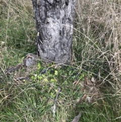 Viola odorata at Belconnen, ACT - 9 Aug 2021